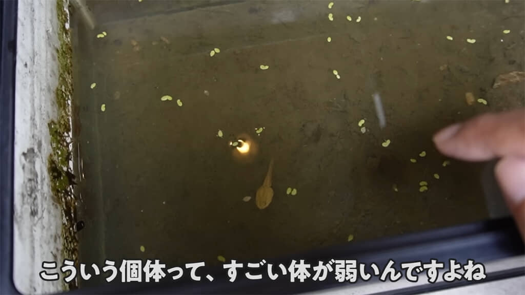 無事カエルにすることはできるのでしょうか……！？