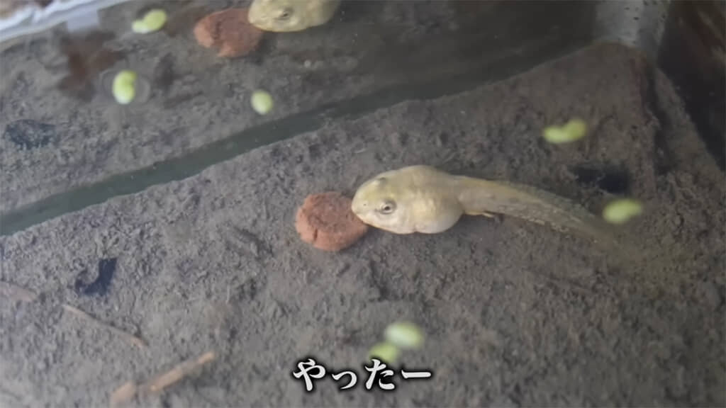 無事に餌付いてくれました