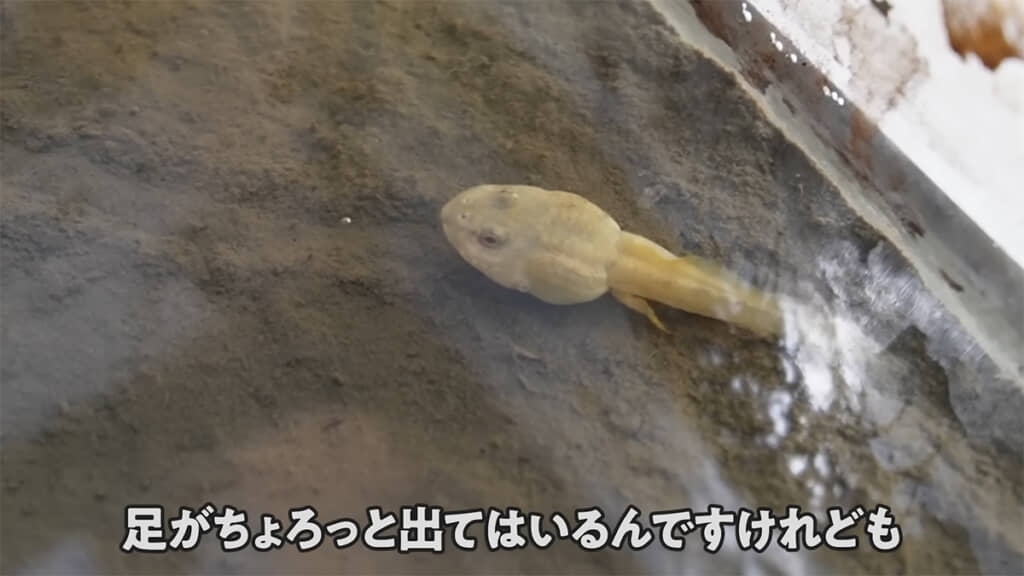 足は出てきたけれど、見た目はほとんど変わりません