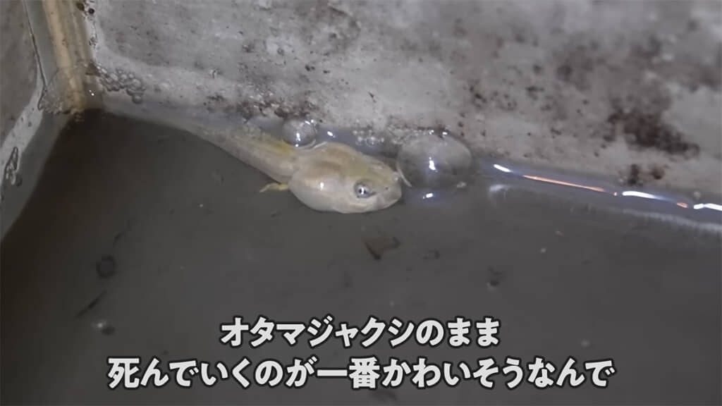 なんとかカエルスイッチを押すべく、試行錯誤します