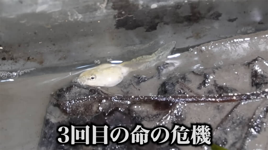 3回極限状態にしましたが、カエルになる気配はありませんでした