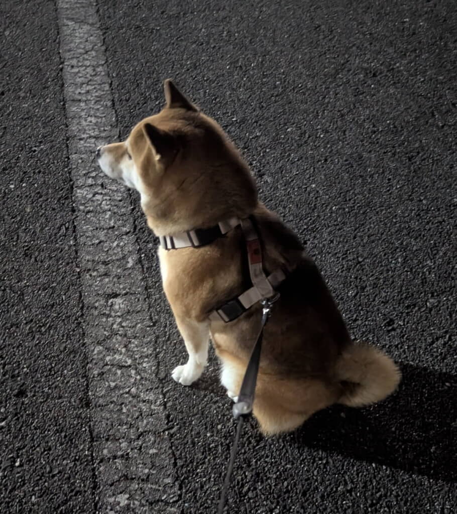 陸上部の練習を見守るののちゃん