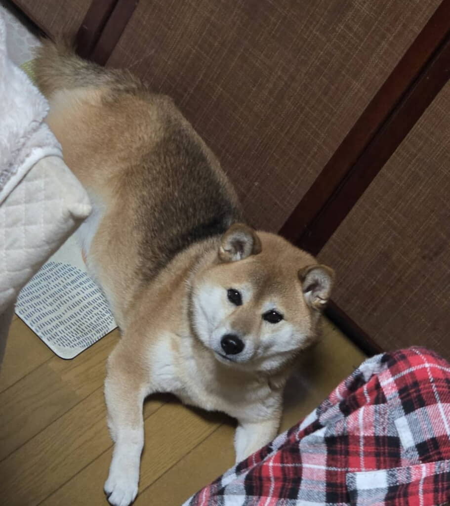 冬毛になりモフモフ