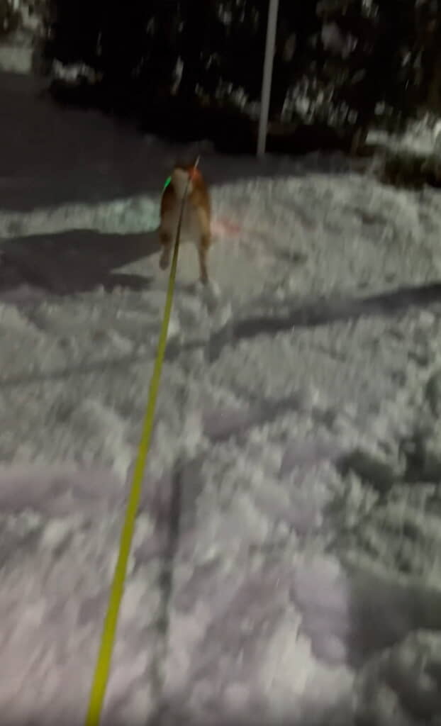 久々の雪に飛び込むハクくん