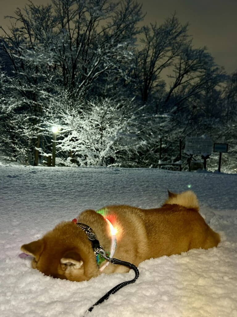 このあとも遊ぶためにクールダウン中