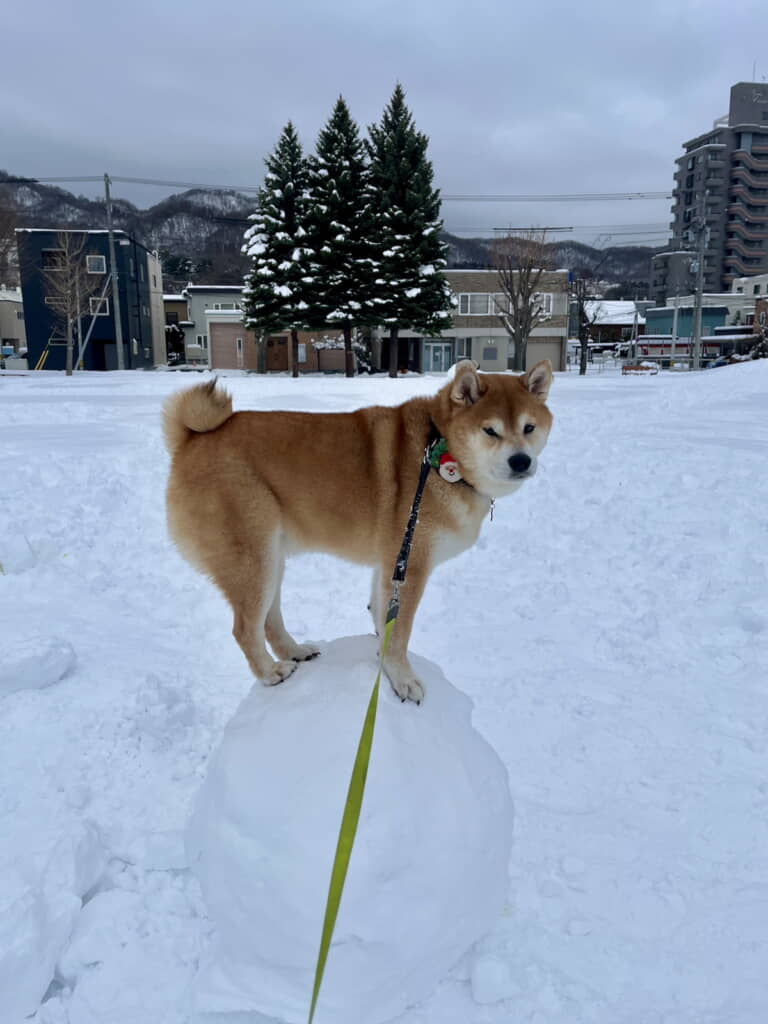 玉乗りもお手の物