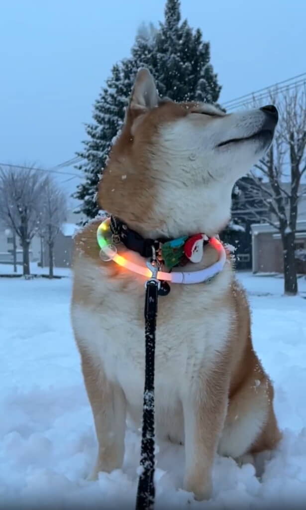 うっとり顏もかわいすぎる