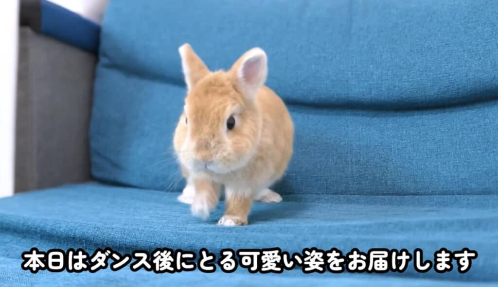 てんちゃんはソファで踊っていました