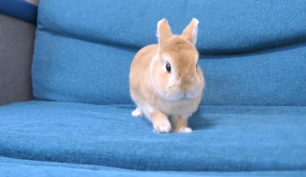 軽やかなステップ