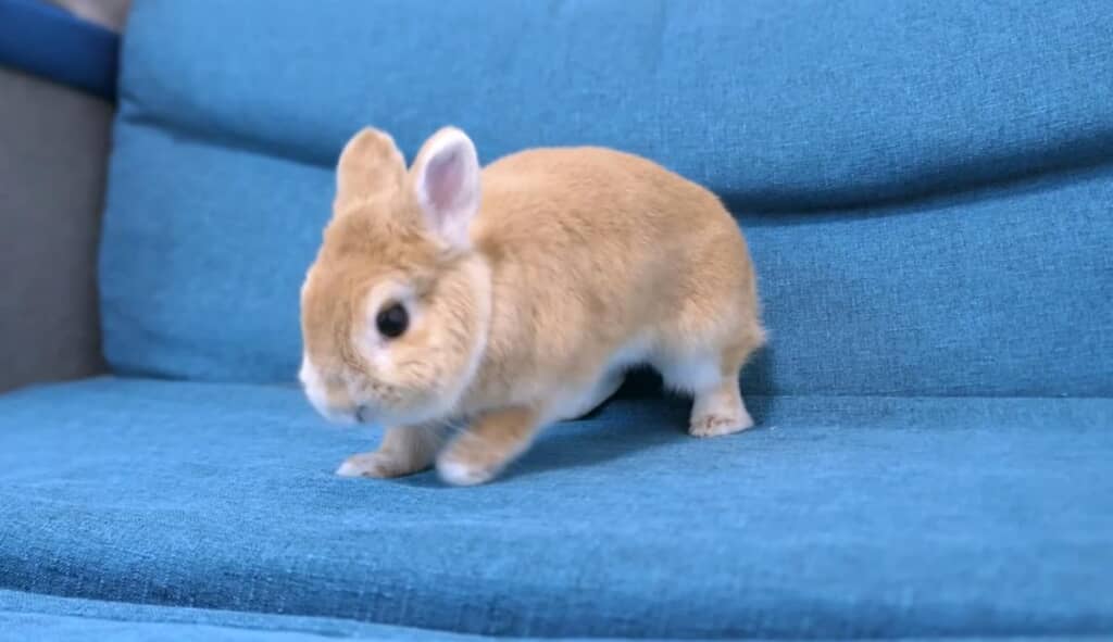 夢中で踊り狂うてんちゃん