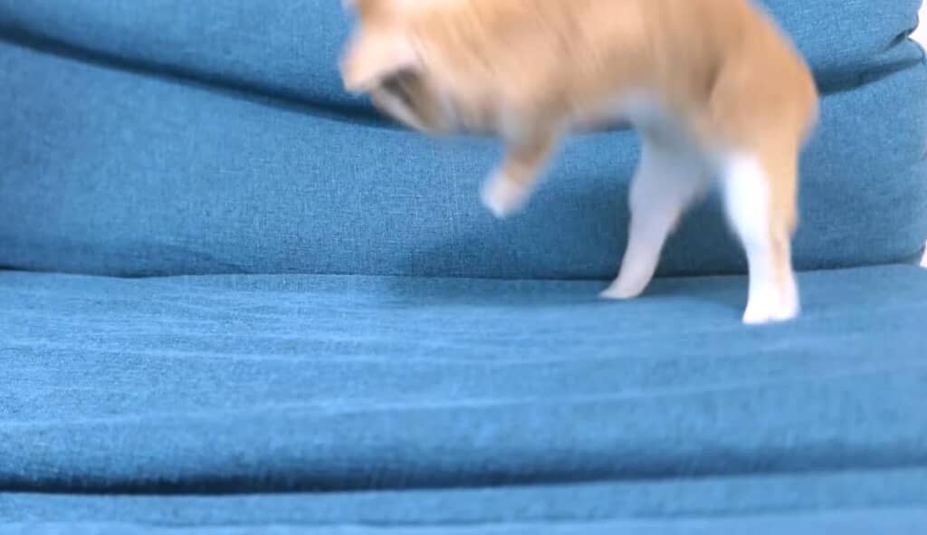 元気なジャンプも披露