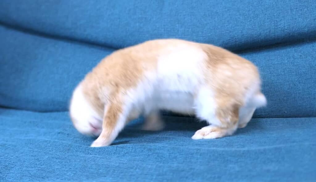 上半身にひねりを加え……