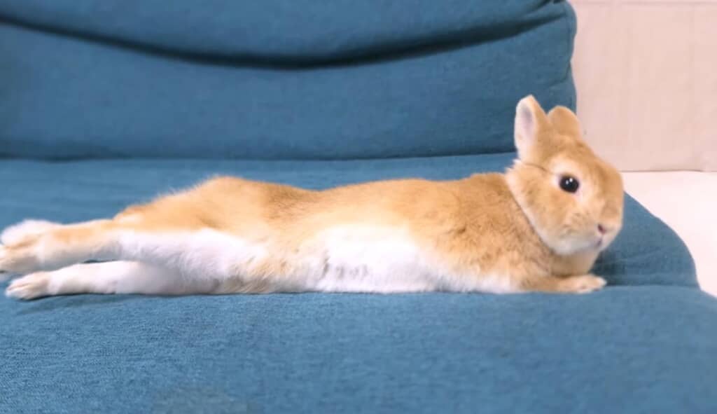 美脚な足もピーンと伸ばし、くつろぎモード