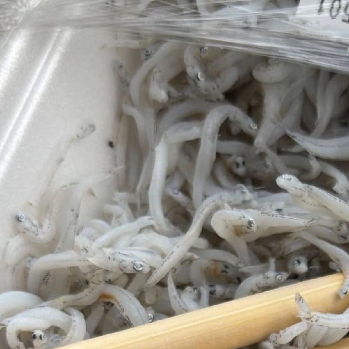 スーパーで買ったしらす→1匹だけ色が変……　よく見ると“まさか生き物”で「すげぇええ！」「初めて見た」 | その他生き物 ねとらぼ