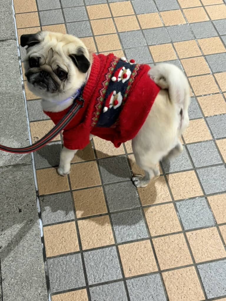 人々を笑顔にさせる尊すぎる姿