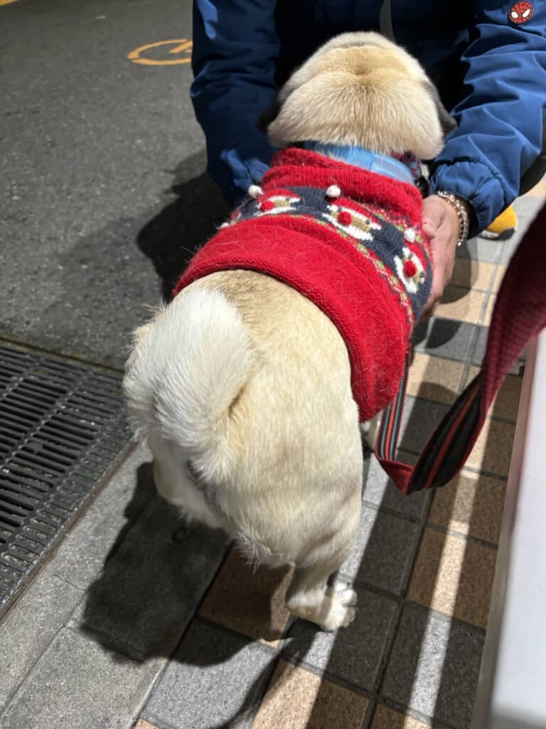 かわいいお尻が丸見え