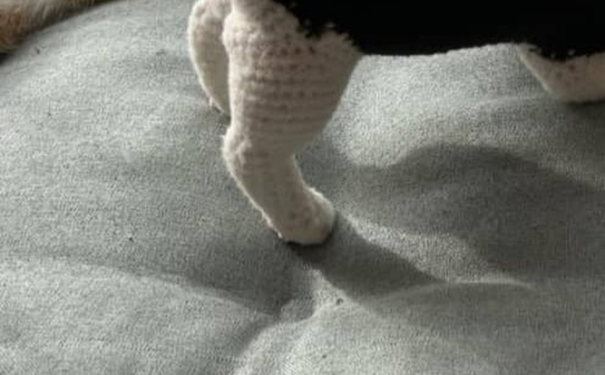 猫好きが本気で編んだ“猫”が「リアルのコかと思いました！」と大反響