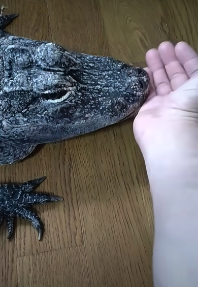 ヨウスコウワニのレックスさん