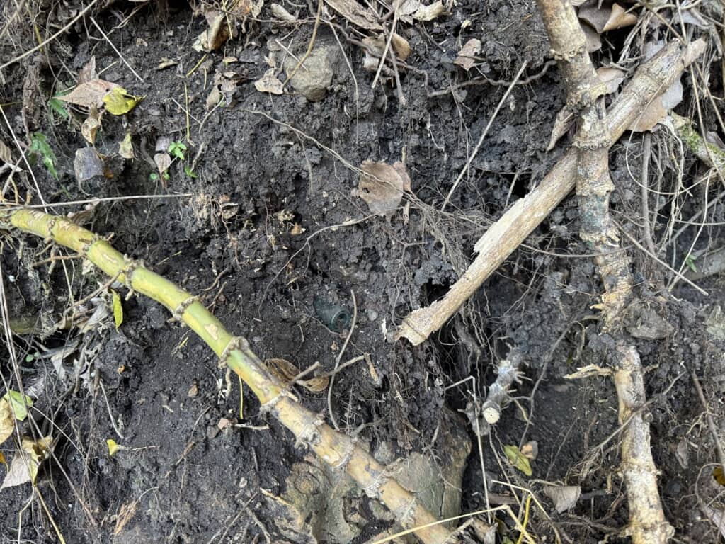 地面に埋まっているガラス製品