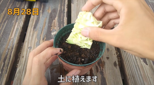 【8月28日】キャベツの芯を土に植えます