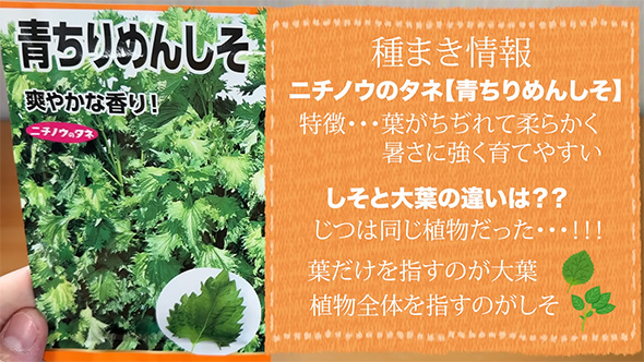 シソの種まき情報