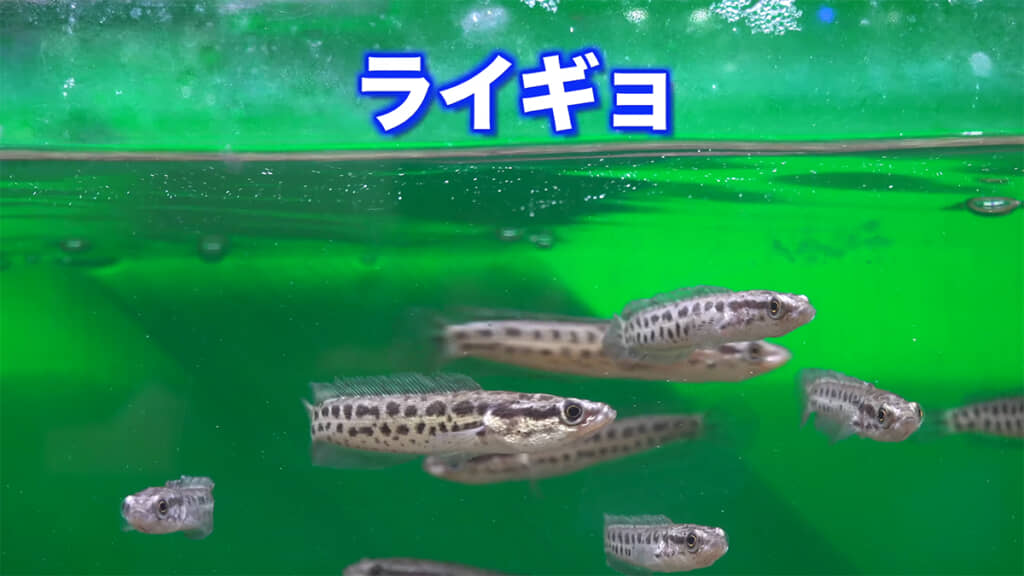 ライギョの稚魚を飼育して150日が経過しました