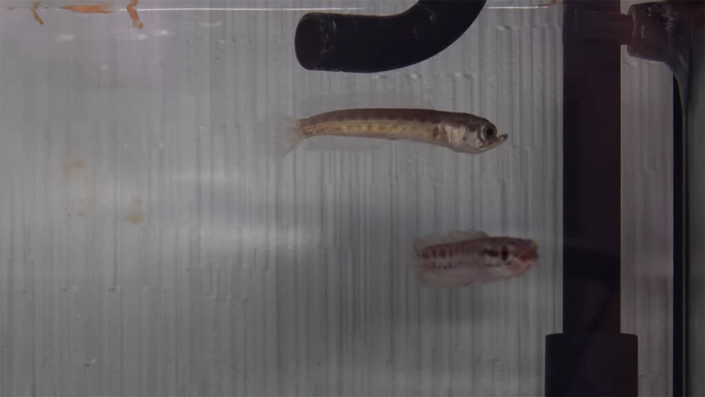 下あごが上に突き出していることがわかります