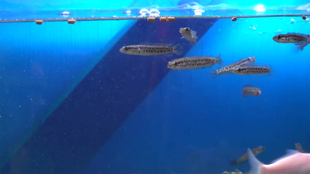 人工飼料に対する食いつきは弱め