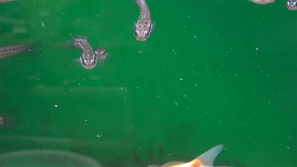 水中には大量の食べかすが