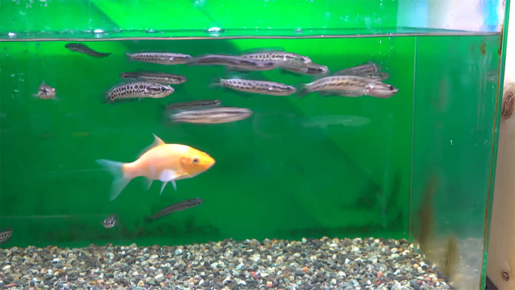 一口サイズにした心臓を投入すると……