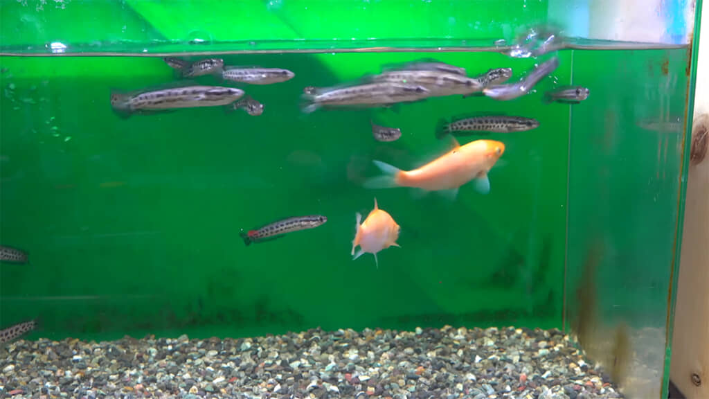 すごい勢いで食いつきます