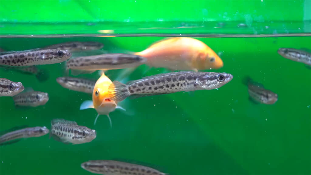 ライギョもコイも食欲旺盛です