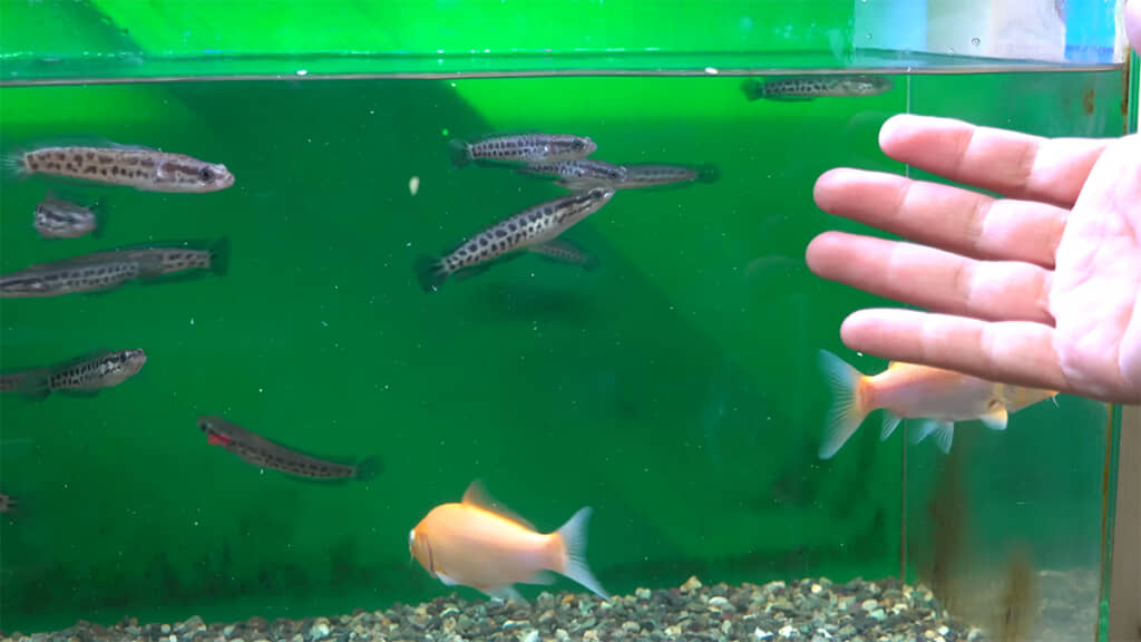 まだまだ小さいライギョたち