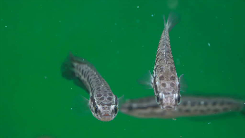 様が美しいです