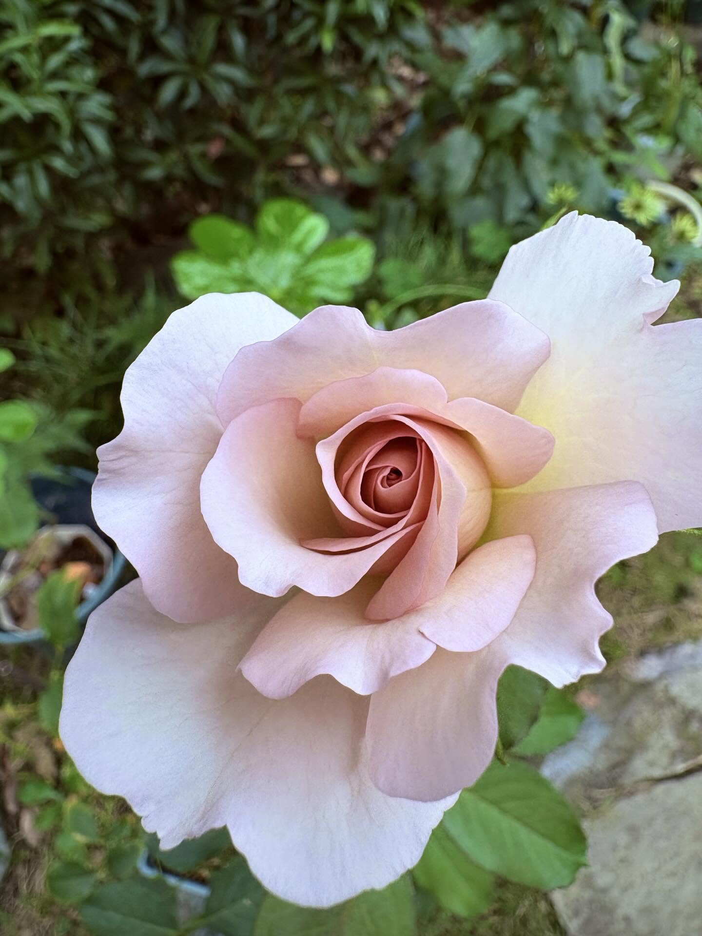 夫が買ってくれた1輪のバラ→妻の手で2年後……　奇跡のような光景に「わぁ羨ましい」「ダイヤモンドより輝いてる」 | ライフスタイル ねとらぼ