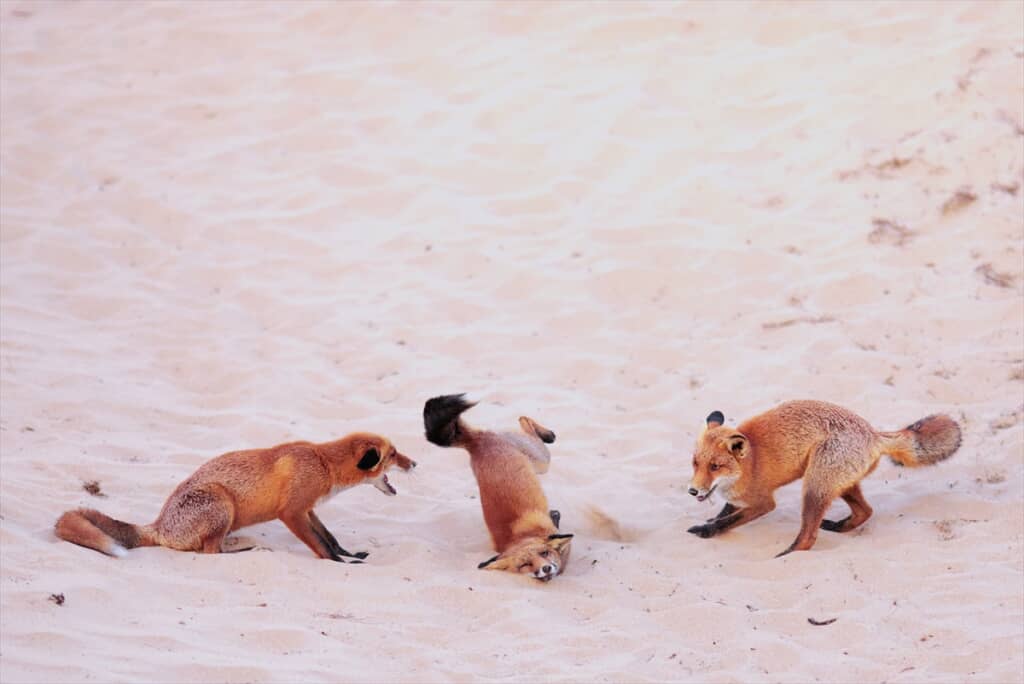 (C)Paula Rustemeier / Hit the dance floor - foxes in a breakdance battle / Nikon Comedy Wildlife Awards 2025