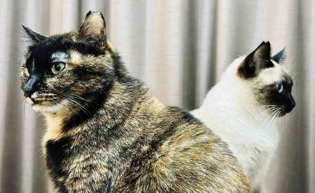 どう見てもSEEDのオープニングでよくある構図。ナッツさん（右）の視線まで完璧