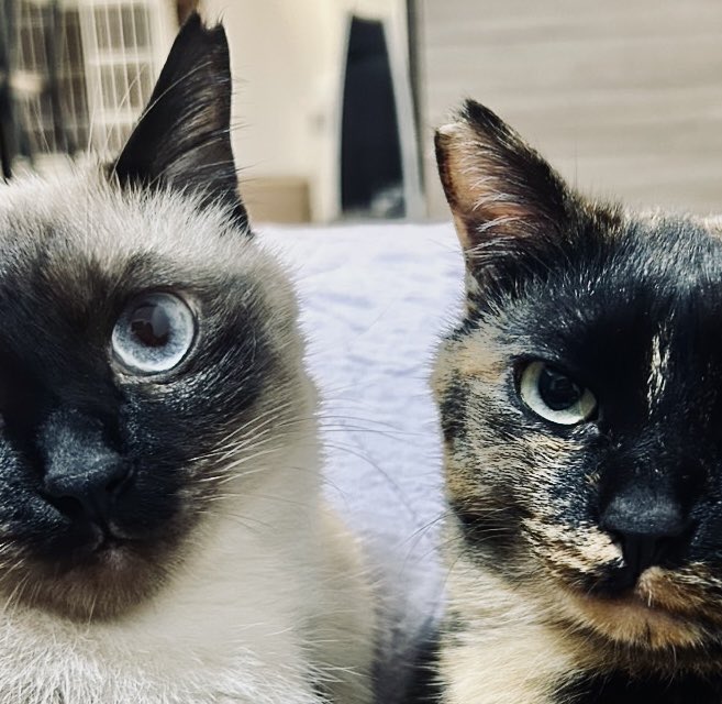 ときには「鬼滅の刃」（遊廓編）のオープニングらしく