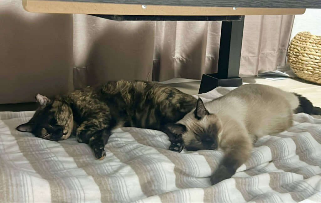 仲良くお布団でぬくぬく