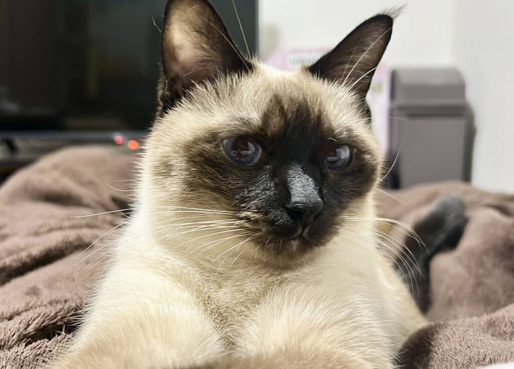 自撮りで盛れる角度を探ってるみたい