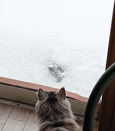 外を見つめるニコちゃん