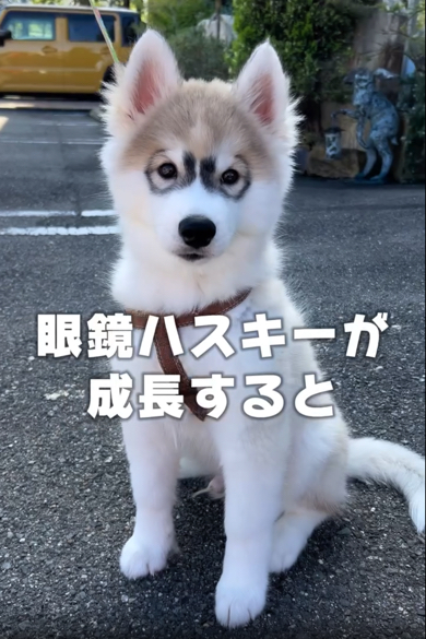 子犬のときはメガネちゃんだった蓮くん