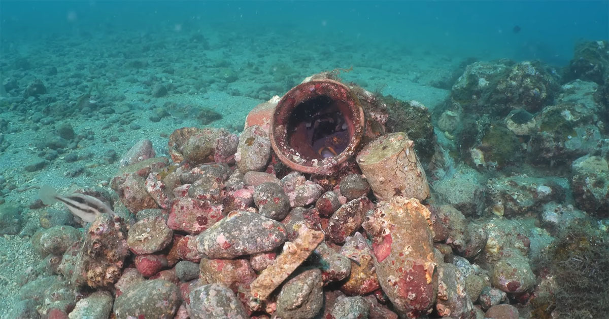 壺の中で子育てを始めたタコ→1カ月そっと見守ったら……　まさかの結末に「涙がでました」「頑張ったね」（1/3） | その他生き物 ねとらぼ