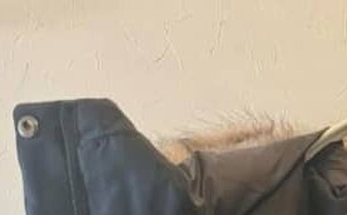 レビューに「めちゃくちゃあったかいけど内側マツケンサンバ」と書かれたダウンを注文→届いたのは……　「的確すぎる」「笑い止まらん」（1/3） | ライフスタイル ねとらぼ