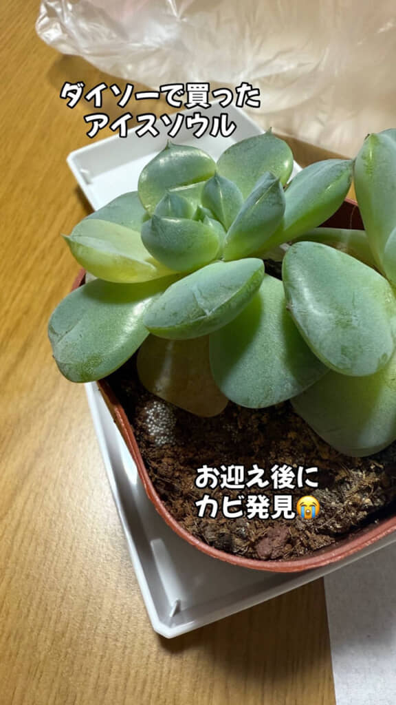 鉢の左側をよく見るとカビが……