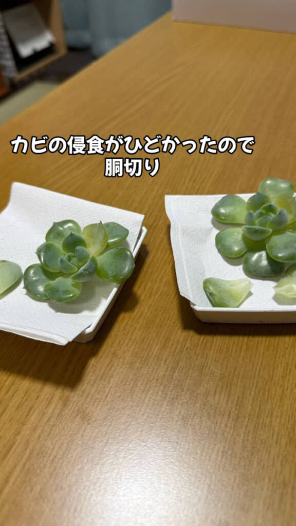 切り離して様子を見ると……