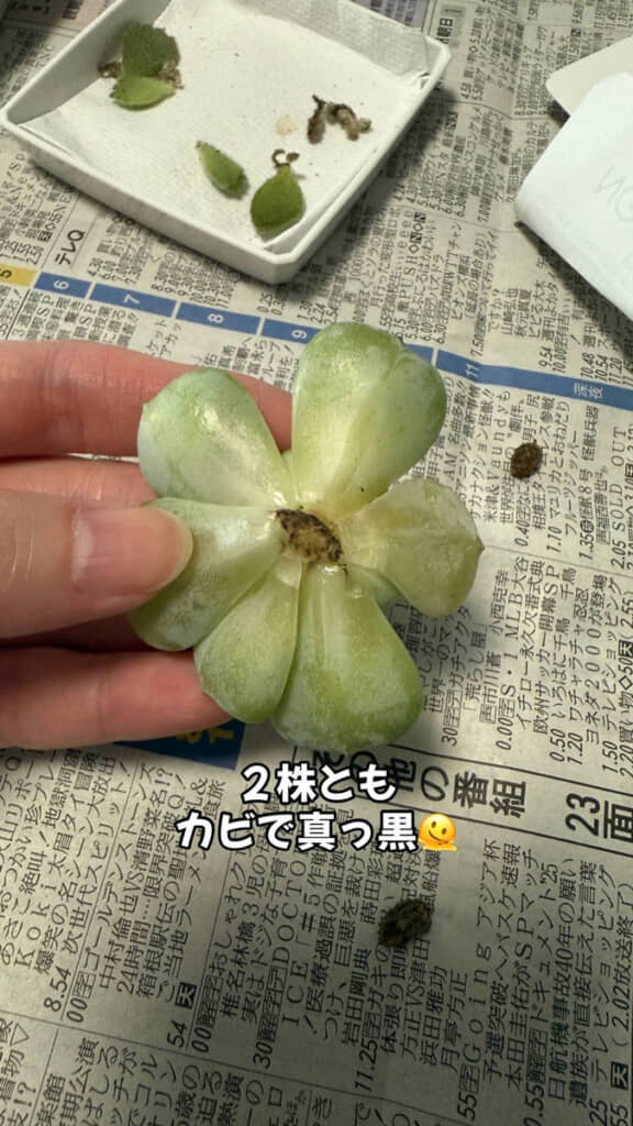 カビは中まで侵食