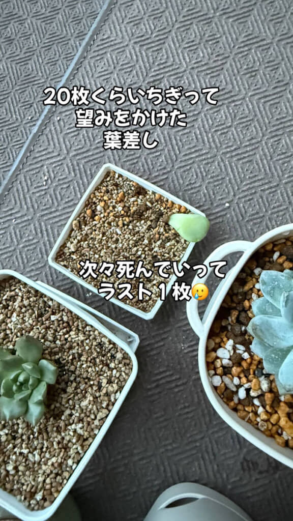 葉からの復活を試みるも、ほとんどダメになり残るは1枚