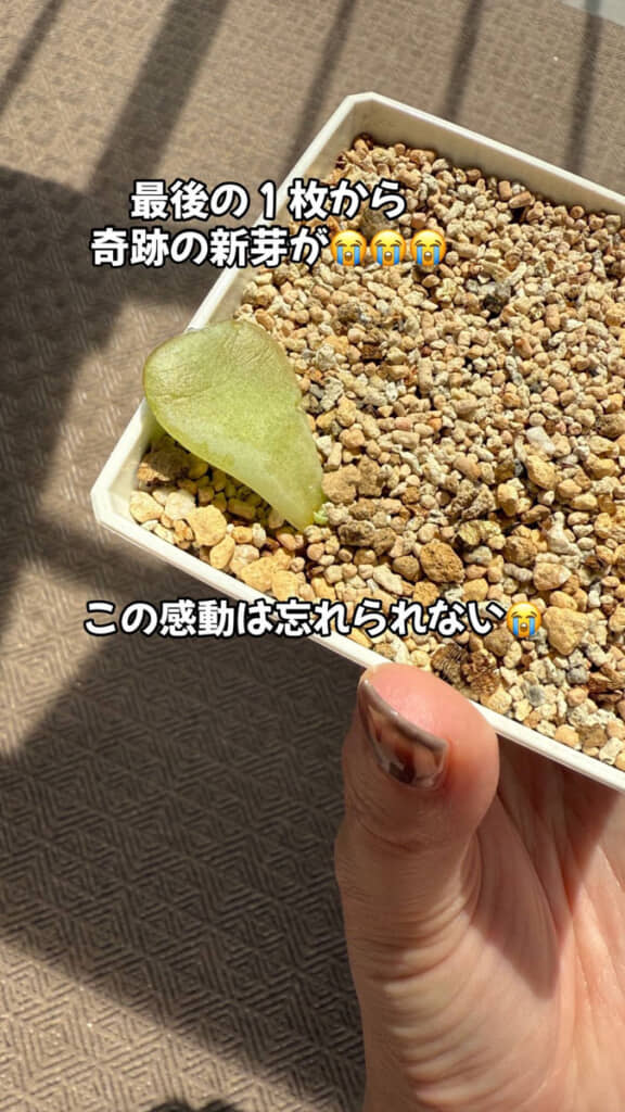 生き残りが奇跡のリカバリー