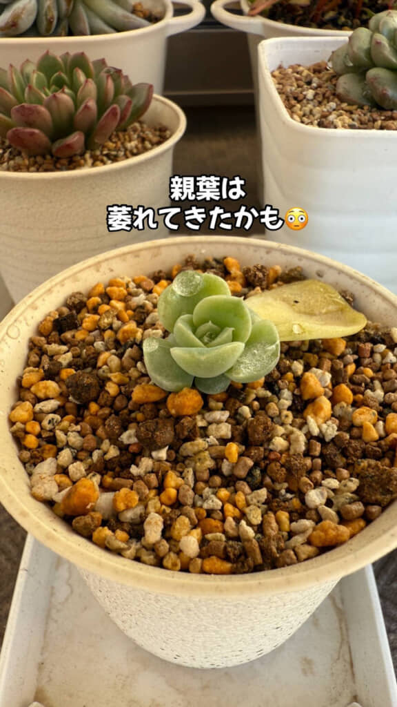 元の葉はしおれてしまいましたが、代わりに新しい葉が成長